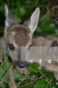 网贷逾期了花呗还可以提额吗 网贷逾期了花呗还可以提额吗