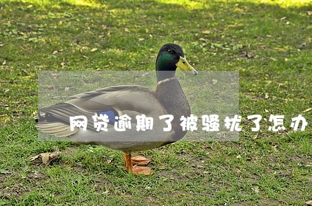 网贷逾期了被骚扰了怎办 网贷逾期了被骚扰了怎办