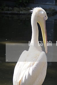 网贷逾期了该怎么跟家人坦白 网贷逾期了该怎么跟家人坦白