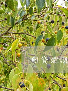 网贷逾期了该怎样协商还款 网贷逾期了该怎样协商还款