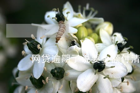 网贷逾期了说要全额付清 网贷逾期了说要全额付清