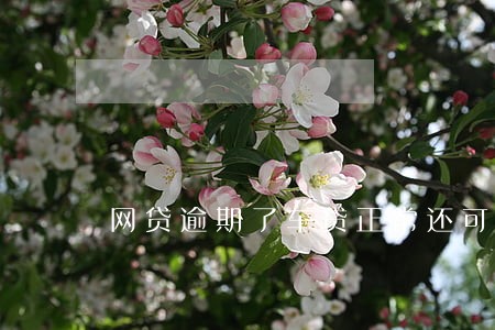 网贷逾期了车贷正常还可以吗 网贷逾期了车贷正常还可以吗