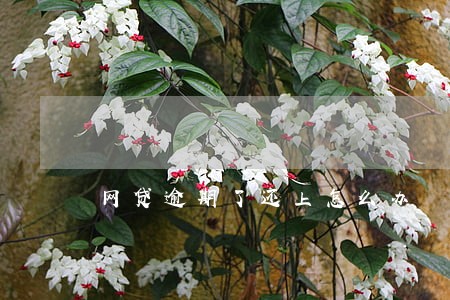 网贷逾期了还上怎么办 网贷逾期了还上怎么办