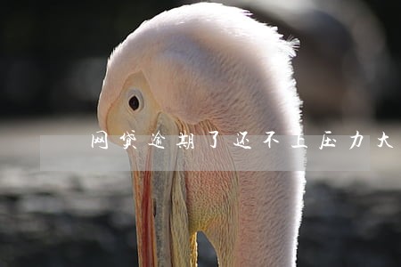 网贷逾期了还不上压力大
