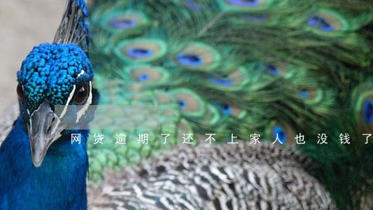 网贷逾期了还不上家人也没钱了 网贷逾期了还不上家人也没钱了