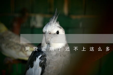 网贷逾期了还不上这么多钱办 网贷逾期了还不上这么多钱办