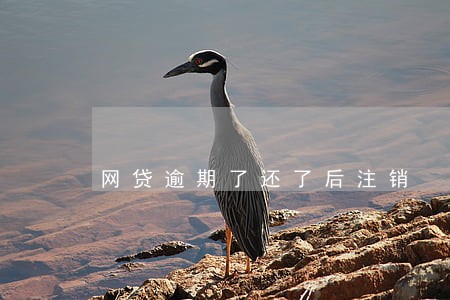 网贷逾期了还了后注销 网贷逾期了还了后注销