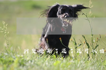 网贷逾期了还了还可以借吗 网贷逾期了还了还可以借吗