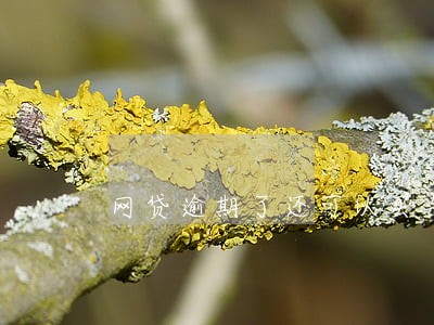 网贷逾期了还可以买车吗 网贷逾期了还可以买车吗