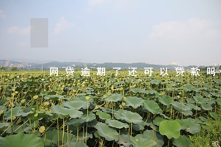 网贷逾期了还可以贷款吗 网贷逾期了还可以贷款吗