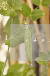 网贷逾期了还没还能再次贷款吗 网贷逾期了还没还能再次贷款吗