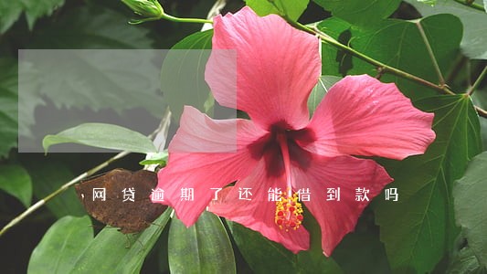 网贷逾期了还能借到款吗