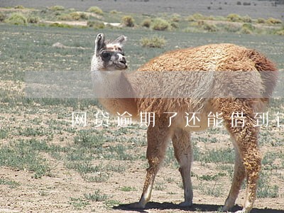 网贷逾期了还能借到钱 网贷逾期了还能借到钱