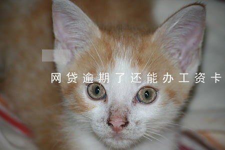 网贷逾期了还能办工资卡吗 网贷逾期了还能办工资卡吗