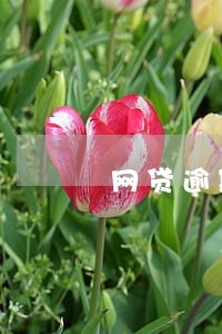 网贷逾期了还能去哪里借钱 网贷逾期了还能去哪里借钱