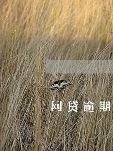 网贷逾期了还能搞有钱花吗 网贷逾期了还能搞有钱花吗