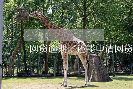 网贷逾期了还能申请网贷吗 网贷逾期了还能申请网贷吗