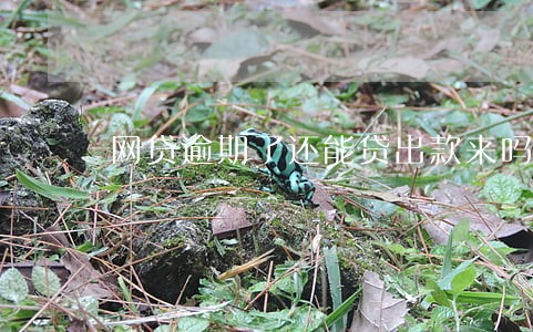 网贷逾期了还能贷出款来吗 网贷逾期了还能贷出款来吗