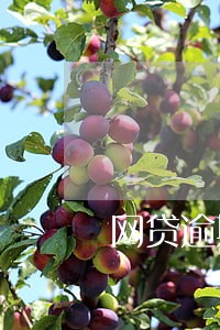 网贷逾期了违约金 网贷逾期了违约金