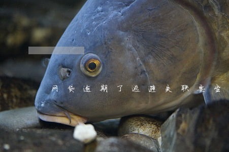 网贷逾期了逃避失联要坐牢吗 网贷逾期了逃避失联要坐牢吗