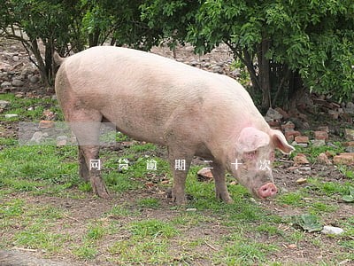 网贷逾期二十次 网贷逾期二十次
