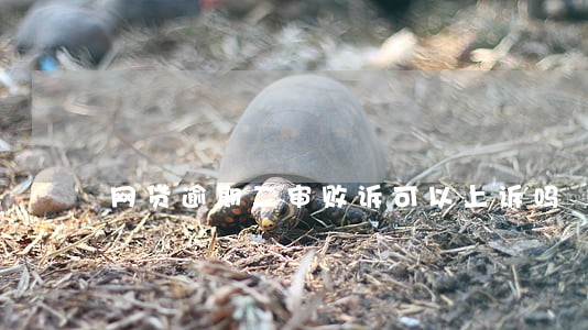 网贷逾期二审败诉可以上诉吗 网贷逾期二审败诉可以上诉吗