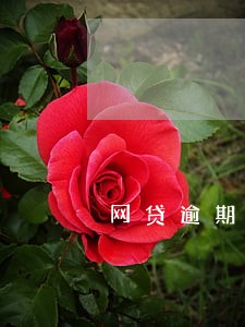 网贷逾期二年可以当法人吗 网贷逾期二年可以当法人吗