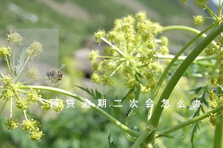 网贷逾期二次会怎么办 网贷逾期二次会怎么办