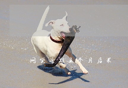 网贷逾期五个月后果 网贷逾期五个月后果