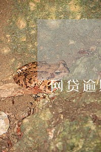 网贷逾期五个月多久会起诉我 网贷逾期五个月多久会起诉我