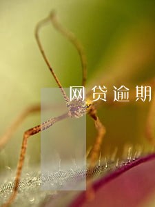 网贷逾期五六个还能在哪借 网贷逾期五六个还能在哪借