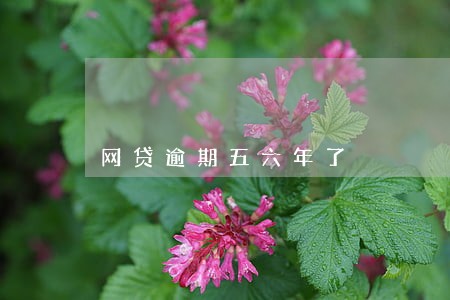 网贷逾期五六年了 网贷逾期五六年了