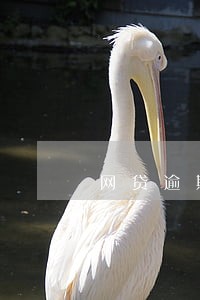 网贷逾期五年怎么还款 网贷逾期五年怎么还款