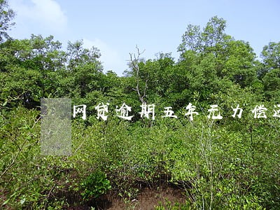 网贷逾期五年无力偿还最坏结果 网贷逾期五年无力偿还最坏结果