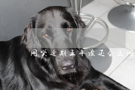 网贷逾期五年没还会上网通缉吗 网贷逾期五年没还会上网通缉吗
