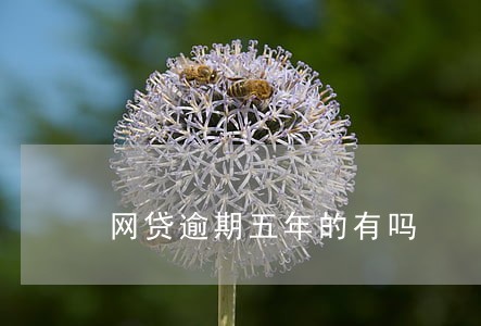 网贷逾期五年的有吗 网贷逾期五年的有吗
