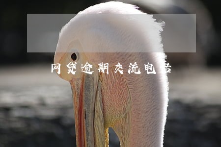 网贷逾期交流电话 网贷逾期交流电话