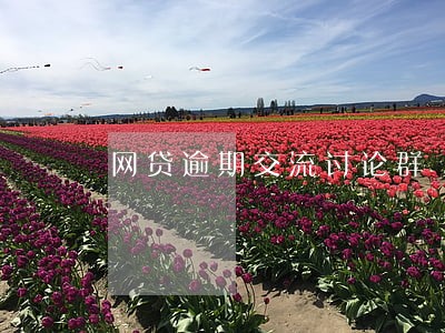 网贷逾期交流讨论群 网贷逾期交流讨论群