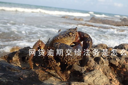 网贷逾期交给法务是怎么还款 网贷逾期交给法务是怎么还款