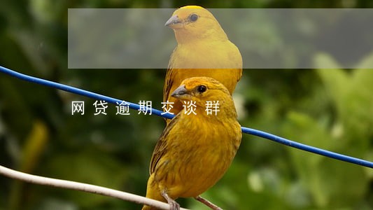 网贷逾期交谈群