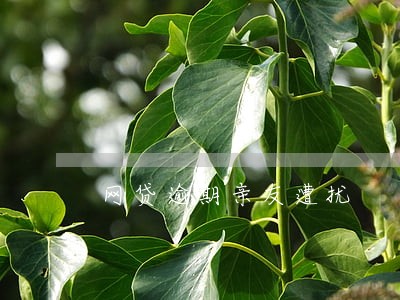 网贷逾期亲友遭扰 网贷逾期亲友遭扰