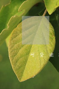 网贷逾期什么人打电话 网贷逾期什么人打电话