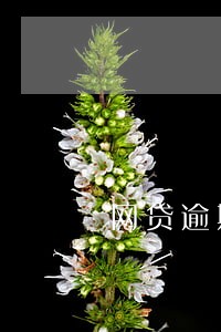 网贷逾期什么时间段最难熬 网贷逾期什么时间段最难熬