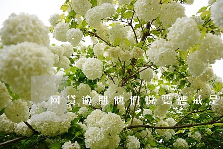 网贷逾期他们说要惩戒是什么意思 网贷逾期他们说要惩戒是什么意思