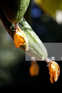 网贷逾期代偿后还清可以撤销嘛