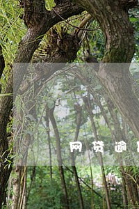 网贷逾期代偿还款给谁 网贷逾期代偿还款给谁