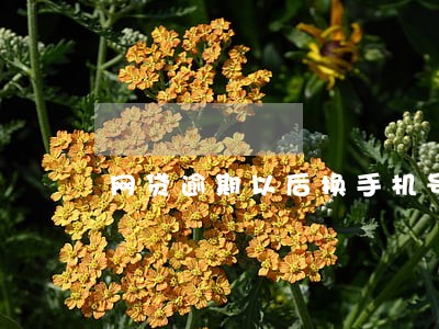 网贷逾期以后换手机号