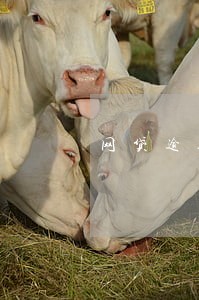 网贷逾期以后能买房子么 网贷逾期以后能买房子么