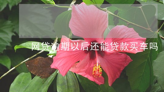 网贷逾期以后还能贷款买车吗 网贷逾期以后还能贷款买车吗