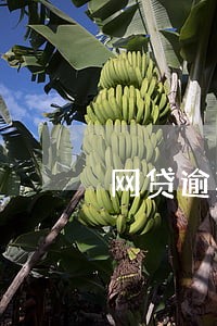 网贷逾期仲裁案件通知书 网贷逾期仲裁案件通知书